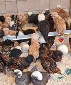 Padua en Hollandse Kuifhoen, Dieren en Toebehoren, Pluimvee, Meerdere dieren, Kip