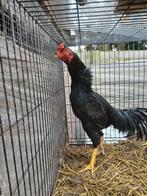 ASEEL Broed eieren, Dieren en Toebehoren, Pluimvee, Kip