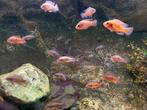 Oranje kleine Afrikaanse Chiclids, Vis, Zoetwatervis