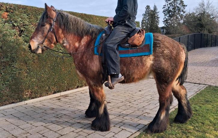 Super braaf trekpaard, Dieren en Toebehoren, Paarden, M, Ontwormd