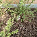 Jeunes buissons de potentille, Jardin & Terrasse, Enlèvement, Autres espèces, Haie, Moins de 100 cm