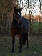 Talentvolle Merrie, Vermifugé, L, 160 à 165 cm, Cheval de récréation
