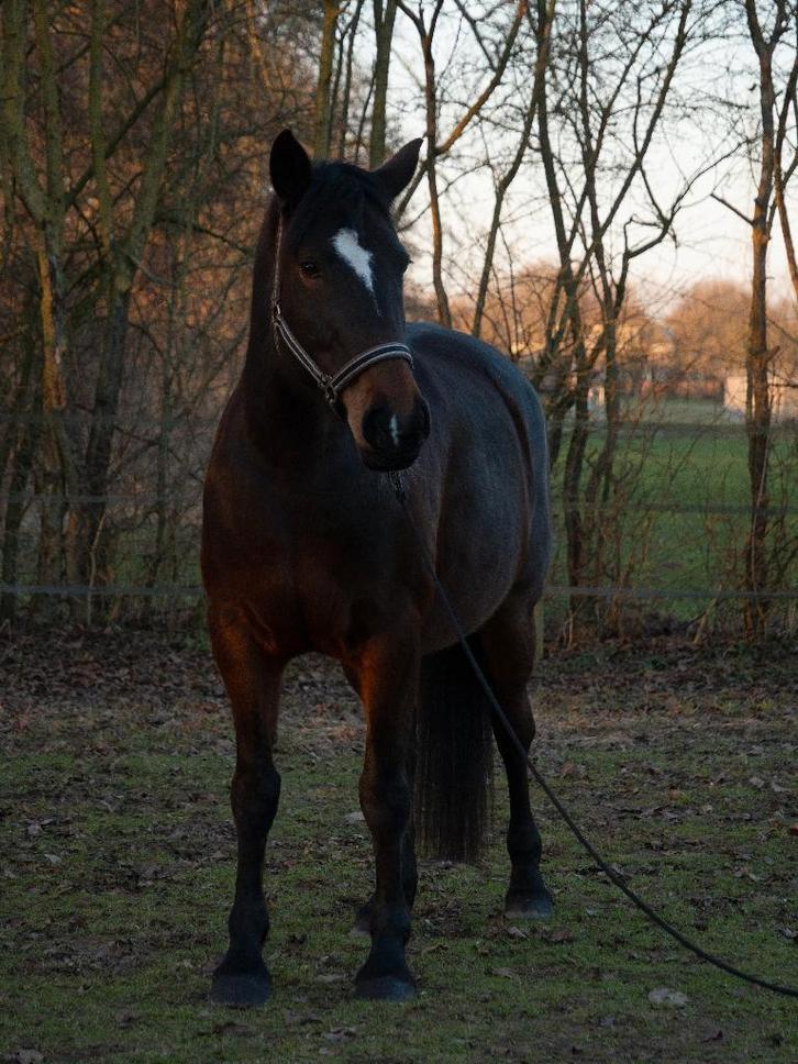 Talentvolle Merrie, Animaux & Accessoires, Chevaux, Jument, L, 160 à 165 cm, 7 à 10 ans, Cheval de récréation, Avec puce électronique