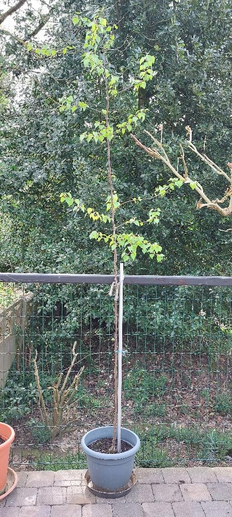 Berk - hoogte 210 cm, Bloeit niet, Overige soorten, Ophalen, Volle zon