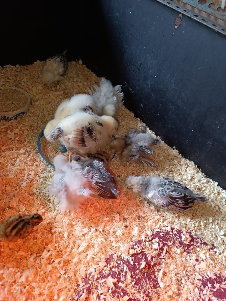 Poussins, Enlèvement, Blanc