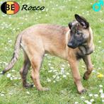 Rocco, Berger Malinois chiot à vendre (belge), Animaux & Accessoires, 15 semaines à 1 an, Commerçant, Chien (mâle), Un chien