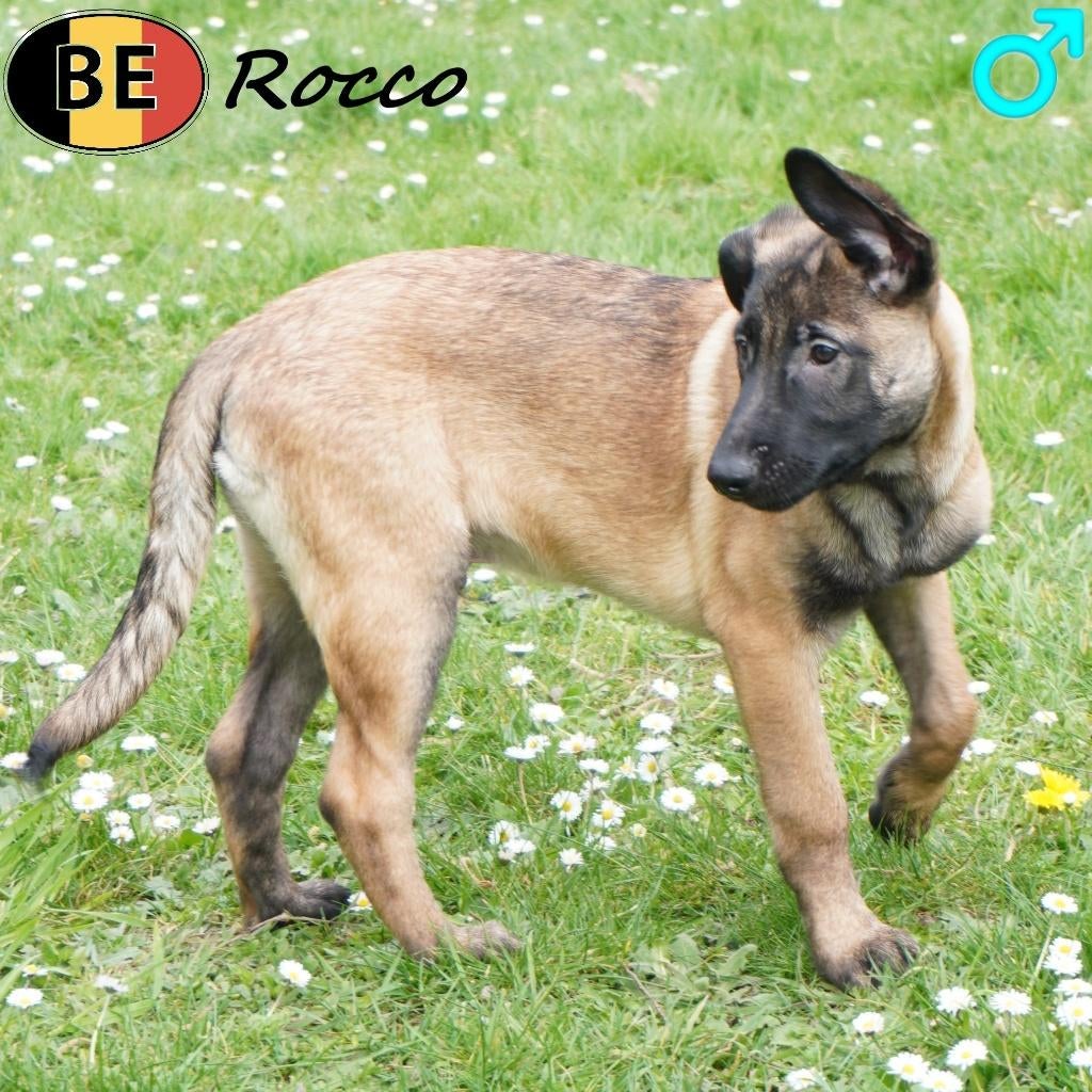 Rocco, Berger Malinois chiot à vendre (belge), Animaux & Accessoires, Chiens | Bergers & Bouviers, Chien (mâle), Berger, Commerçant