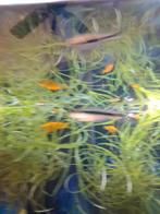 Poissons  à donner, Poisson, Poisson d'eau douce, Banc de poissons