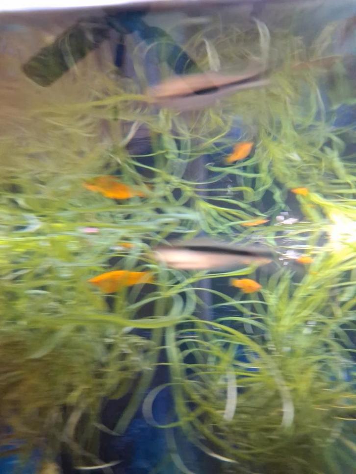 Poissons  à donner, Animaux & Accessoires, Poissons | Poissons d'aquarium, Poisson d'eau douce, Poisson, Banc de poissons