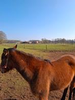 Te koop, Dieren en Toebehoren, Merrie