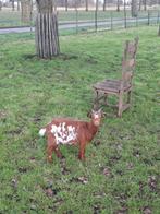 Geit,mieke, Dieren en Toebehoren, Schapen, Geiten en Varkens