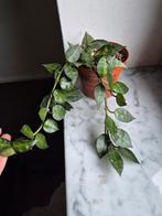 Hoya Krohniana, Huis en Inrichting, Ophalen