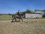 Zadelmak maken/doorrijden jonge paarden, Dieren en Toebehoren, Zadelmak