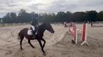 Super brave D pony, Dieren en Toebehoren, Pony's, Merrie, Springpony, L, 7 tot 10 jaar