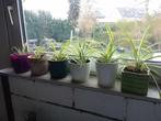 kamerplanten, Ophalen, Overige soorten, In pot