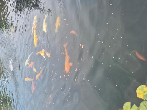 Koi uit te kiezen, Dieren en Toebehoren, Vissen | Vijvervissen