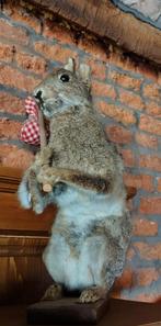 animaux taxidermie, Antiek en Kunst