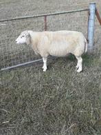 schapen ooi, Vrouwelijk, Schaap, 3 tot 5 jaar
