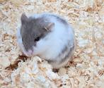 Campbelli dwerghamster, Dieren en Toebehoren, Oktober, Meerdere dieren, Hamster