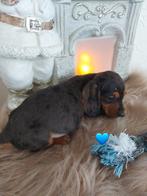 Mooie dwerg teckels, Animaux & Accessoires, Chiens | Teckels & Bassets, Poils courts, Chien (mâle), Belgique, Plusieurs