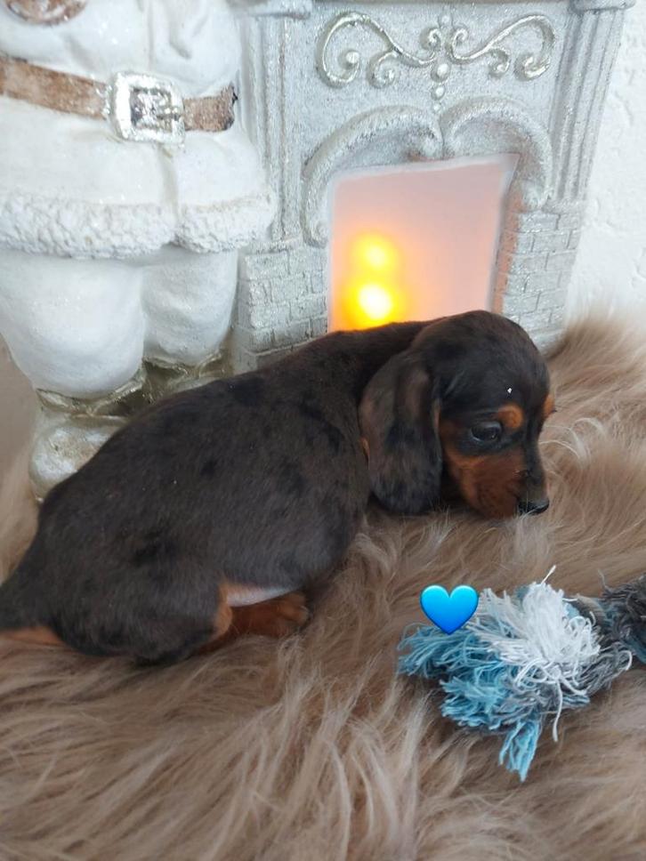 Mooie dwerg teckels, Animaux & Accessoires, Chiens | Teckels & Bassets, Chien (mâle), Poils courts, Nain, Éleveur | Professionnel