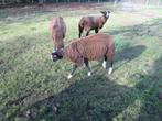 Zwartbles Aries maart 2025, Dieren en Toebehoren, Schapen, Geiten en Varkens, Mannelijk