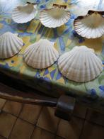 6 coquilles pour entrées. Neuves., Zo goed als nieuw