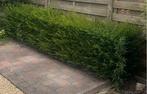 Taxus struikje, Tuin en Terras, Ophalen