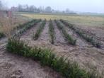 Taxus haagplant of apart, Tuin en Terras, Planten | Bomen, Bloeit niet, Halfschaduw, Minder dan 100 cm, Ophalen