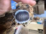 Porcellio Werneri, Overige soorten