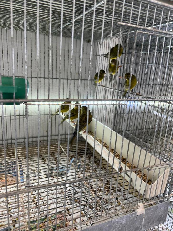 17 tal kanaries tekoop, Animaux & Accessoires, Oiseaux | Canaris