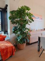 Kamerplant, Enlèvement