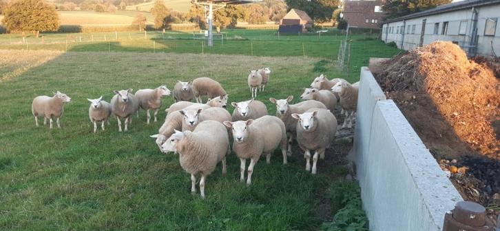 Lot van 20 lammeren, Dieren en Toebehoren, Schapen, Geiten en Varkens, Schaap, Meerdere dieren, 0 tot 2 jaar