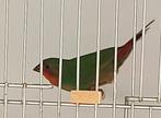Roodkoppapegaaiamandine, Dieren en Toebehoren, Vogels | Overige Vogels, Tropenvogel