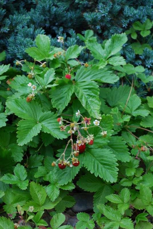 Bosaardbei - Fragaria vesca (vaste plant), Tuin en Terras, Planten | Tuinplanten, Vaste plant, Kruiden, Halfschaduw, Ophalen