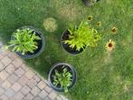 Vaste planten, Tuin en Terras, Planten | Tuinplanten, Ophalen
