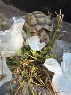 Testudo Marginata 2021, Dieren en Toebehoren