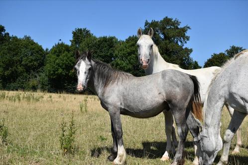 Jaarling hengstje, Dieren en Toebehoren, Pony's