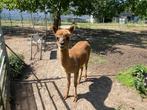 Alpaca veulens, Dieren en Toebehoren, April, Mannelijk
