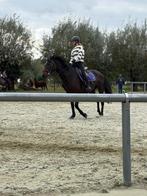 Ruiter zoekt springpaard, Dieren en Toebehoren, Springpaard, Gechipt, Ruin, Niet van toepassing