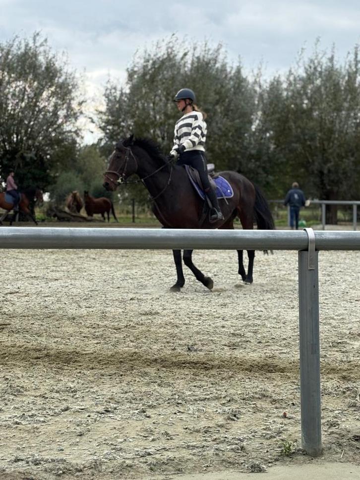 Ruiter zoekt springpaard, Dieren en Toebehoren, Paarden, Ruin, Niet van toepassing, 170 tot 175 cm, 7 tot 10 jaar, Springpaard