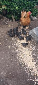 Kip met 12 kuikentjes, Kip