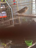 kanarie man met kooi