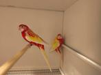 2 rubino rosella's 2025, Geslacht onbekend, Parkiet, Geringd