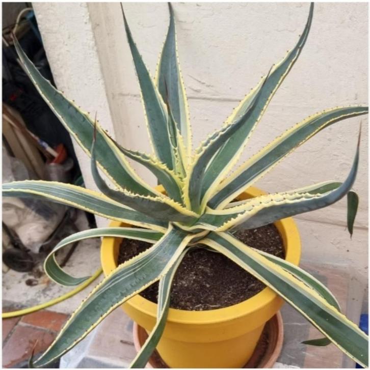 Grote meerjarige zeer mooie plant Agave Americana, Huis en Inrichting, Kamerplanten, Vetplant, In pot, Ophalen