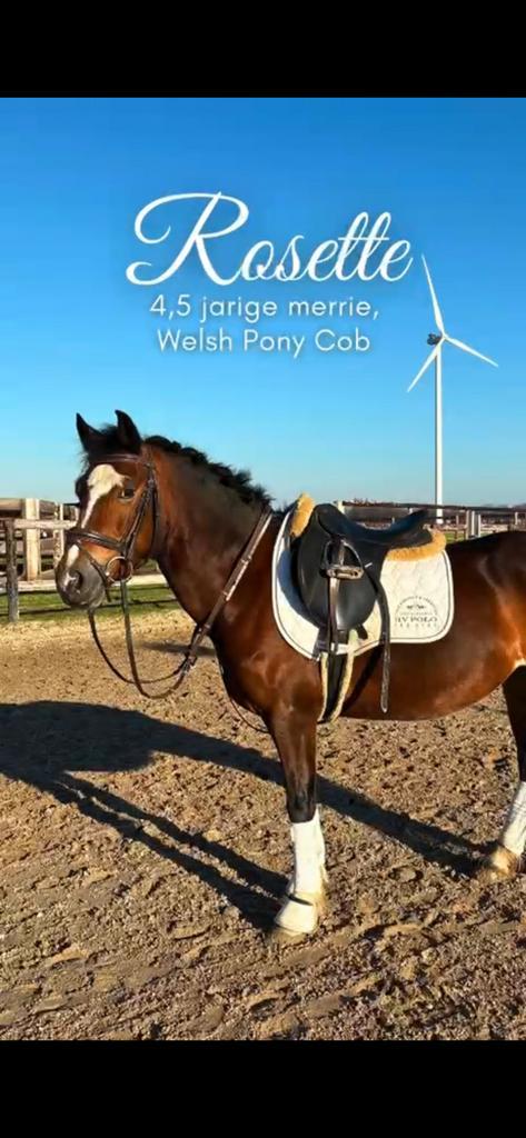 Poney Welsh Cob, Animaux & Accessoires, Chevaux & Poneys | Autres trucs de cheval, Comme neuf, Enlèvement