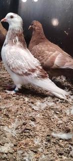 Jonge duiven te koop., Dieren en Toebehoren, Vogels | Duiven
