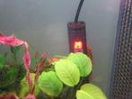 RED-FIRE Ancistrus Longfin TRIO=3stuks, Dieren en Toebehoren, Vis, Zoetwatervis