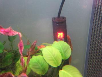 RED-FIRE Ancistrus Longfin TRIO=3stuks beschikbaar voor biedingen