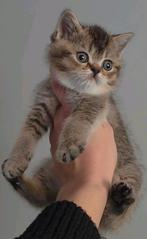 Brits korthaar kittens, Dieren en Toebehoren, Meerdere dieren, Gechipt, 0 tot 2 jaar